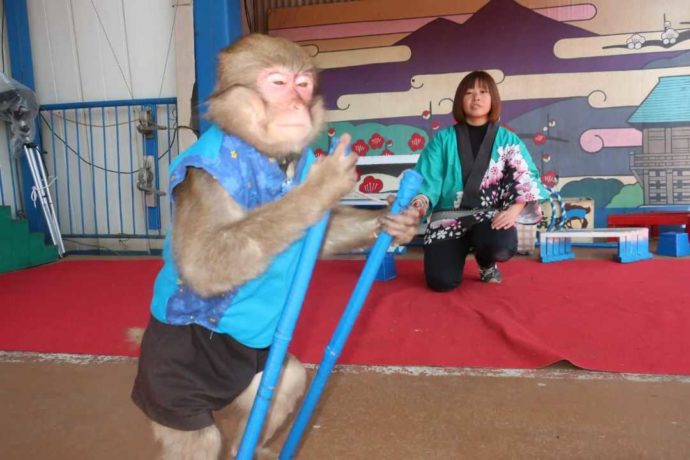 茨城県石岡市にある東筑波ユートピアの猿まわしの様子