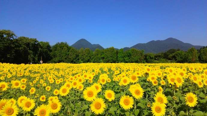 矢巾町にあるひまわりパーク