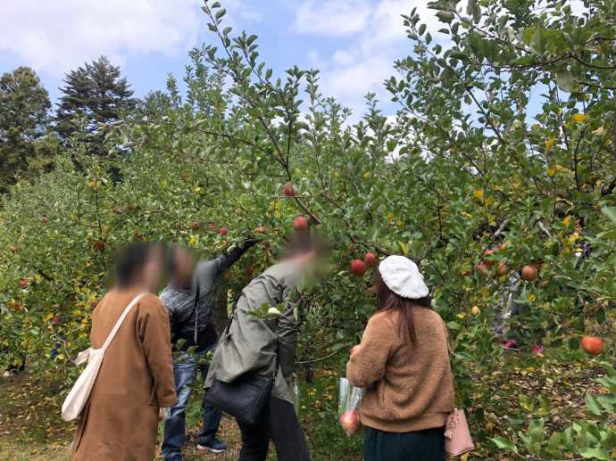 富山県氷見市で婚活支援をするそれいけ！ひみ婚のりんご狩りイベント