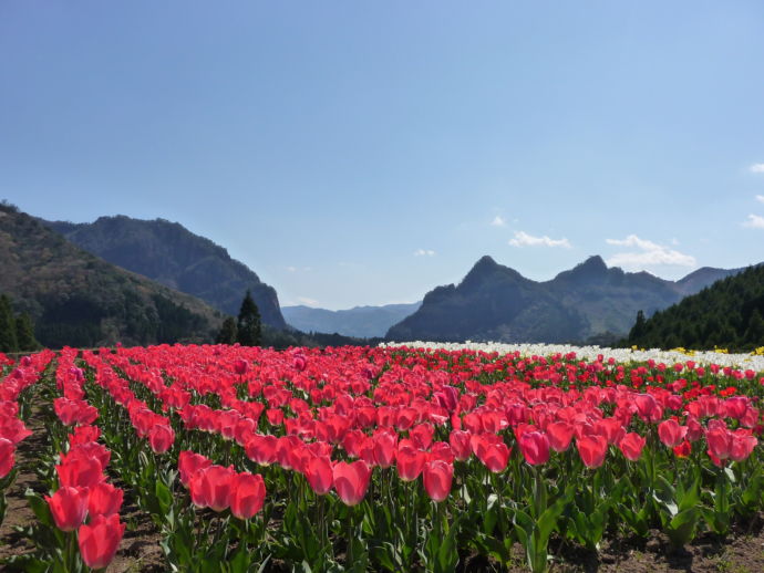 宮崎県日之影町の中川集落にあるチューリップ畑