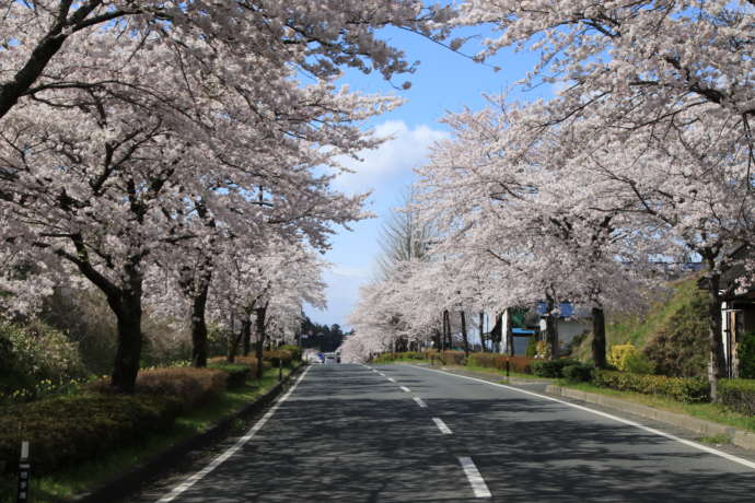 県道300号（旧国道4号