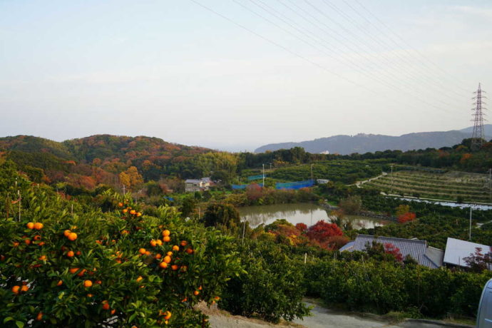 平岡農園全体の様子