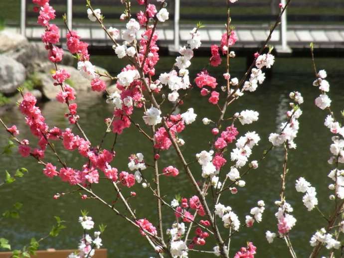 ハナモモの花