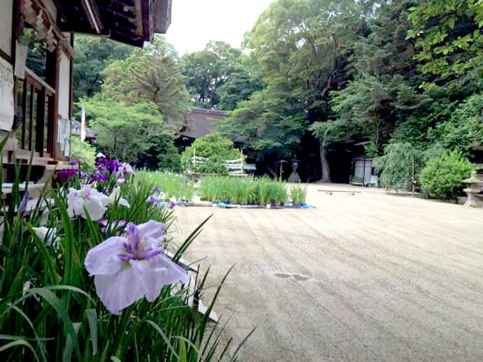 廣瀬大社の花菖蒲