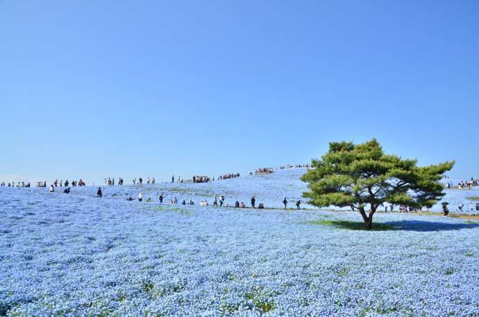 国営ひたち海浜公園でネモフィラが咲き誇る様子