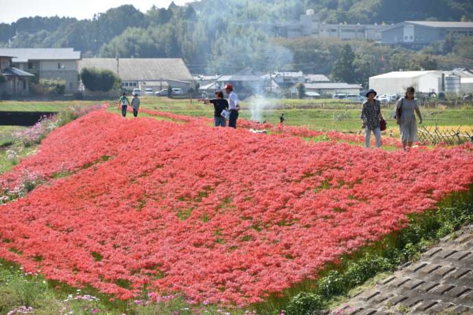 常陸太田氏源氏川横に咲く彼岸花