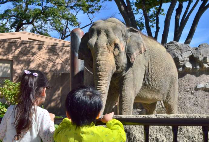 かみね公園内「かみね動物園」でゾウを眺めている子ども