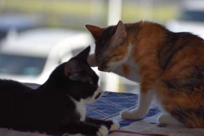 保護猫カフェふにゃりで保護された猫