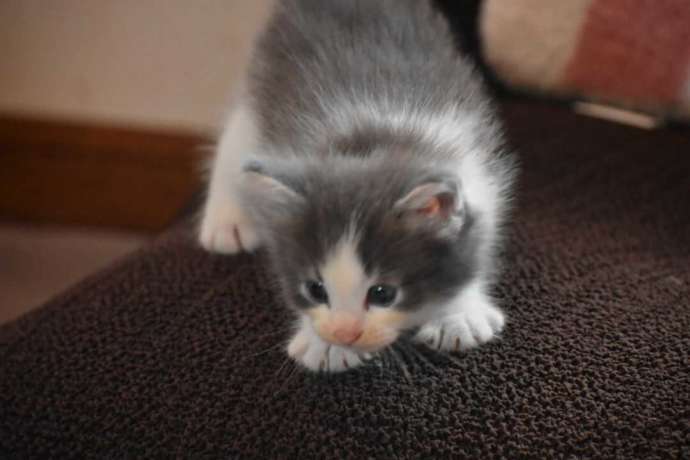 猫カフェふにゃりにいる子猫のノルウェジャンフォレストキャット