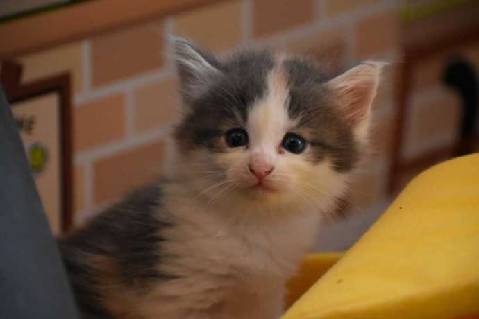 保護猫カフェふにゃりにいる子猫