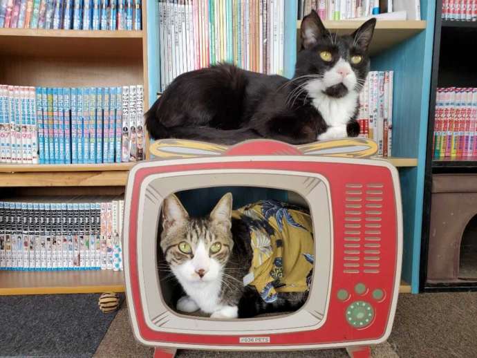 まるでテレビ画面の中に猫がいるように見える爪とぎと、その中・上にいる猫たち