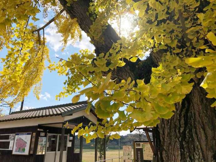 「北条鉄道」網引駅と景観形成重要樹木に選定された「大イチョウ」