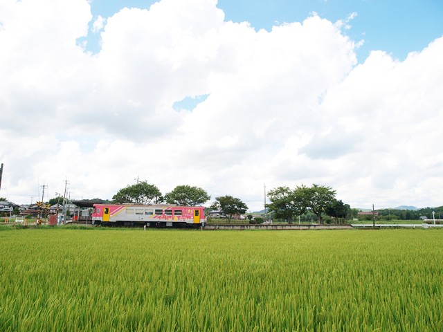 夏空の下で青々とした水田の中を行く「北条鉄道」の単行気動車