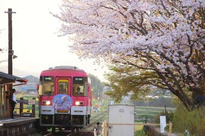 北条鉄道沿線さくらまつりのヘッドマークを付けた「北条鉄道」の単行気動車