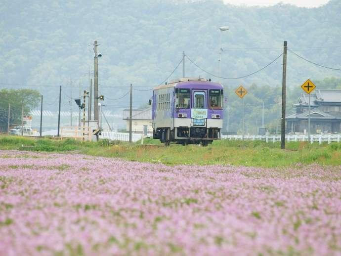 レンゲ咲く春の田園地帯を行く「北条鉄道」の単行気動車