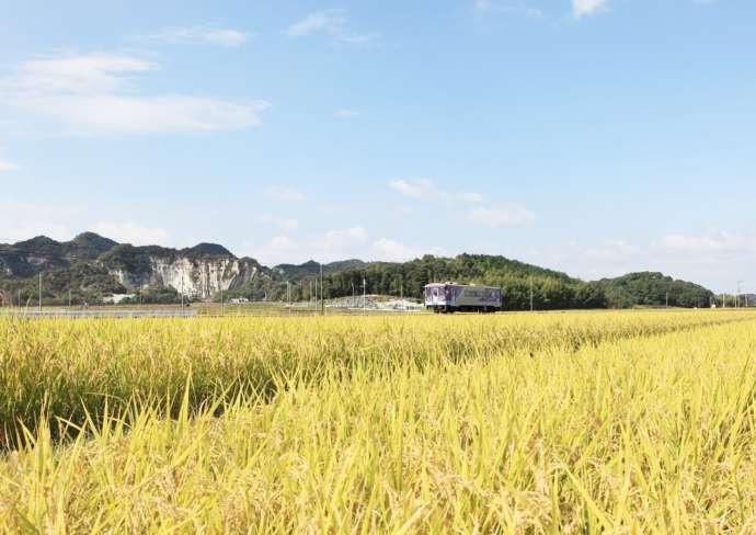 秋空の下で黄金色に色付いた水田の中を行く「北条鉄道」の単行気動車