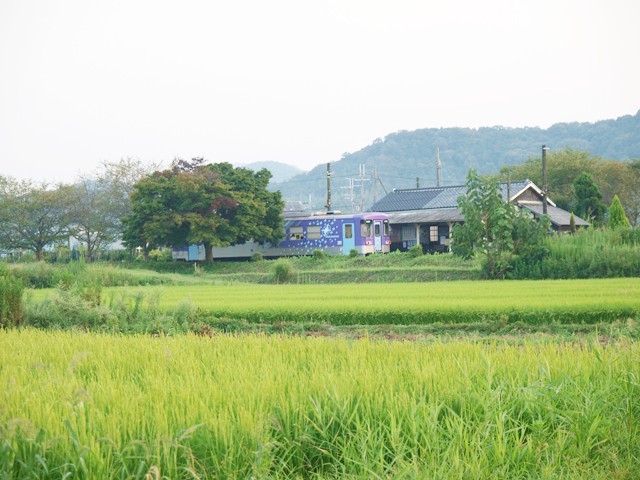 夏の日の青々とした田と駅に停車中の「北条鉄道」の気動車