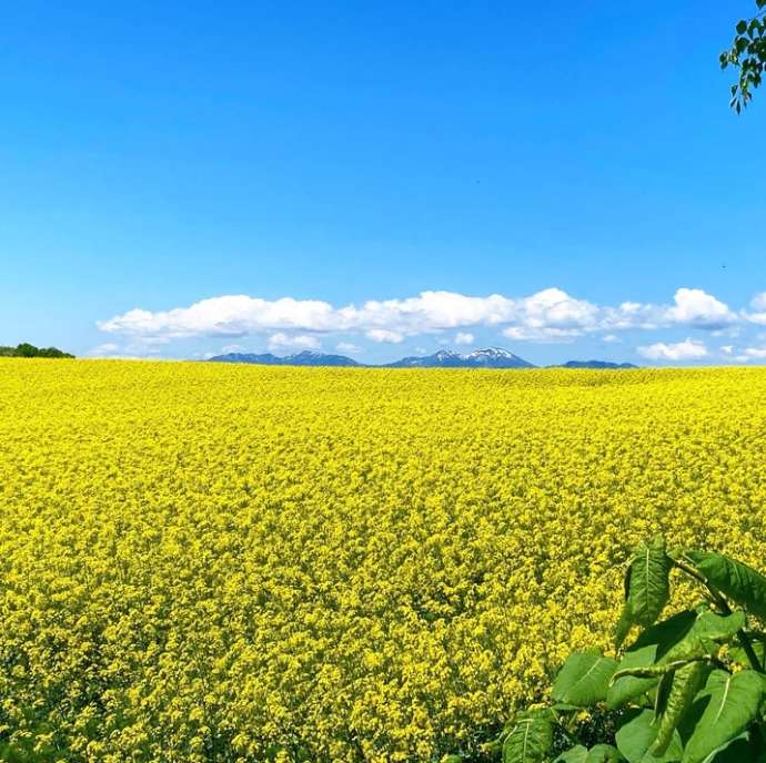 丸加高原に広がる菜の花畑