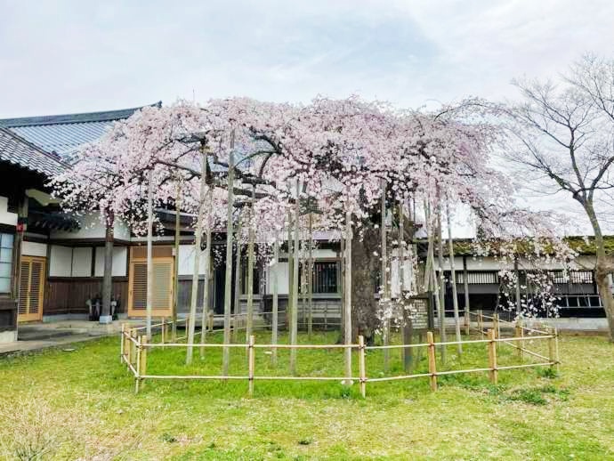 宝光寺の城東窟の桜