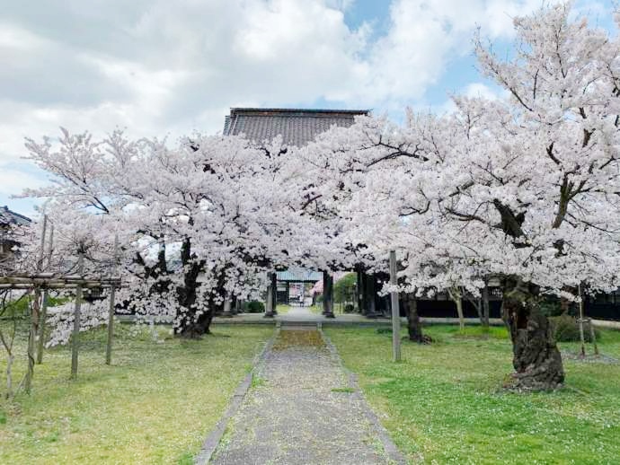 宝光寺の本堂前のソメイヨシノ