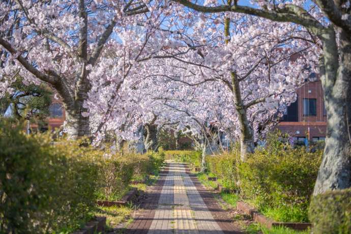 桜が咲く春の風景