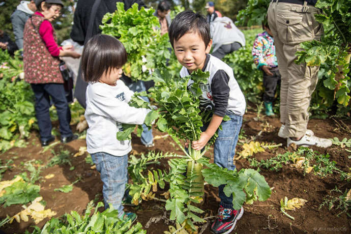 大根掘りをする子ども