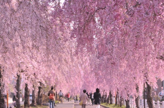 日中線しだれ桜並木のトンネル