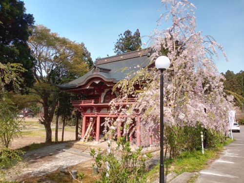 二天門としだれ桜