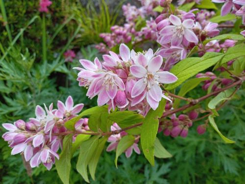 妙法寺で見られる木に咲くピンクの花