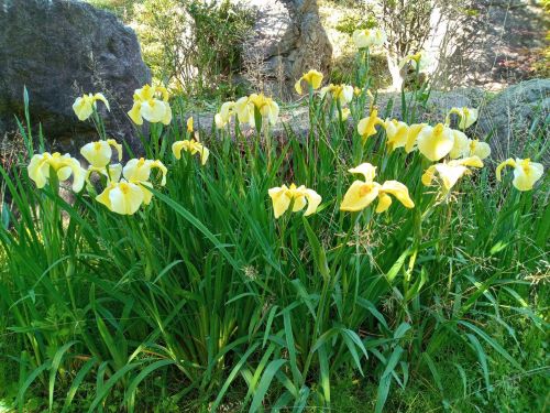 妙法寺の境内に咲く花菖蒲