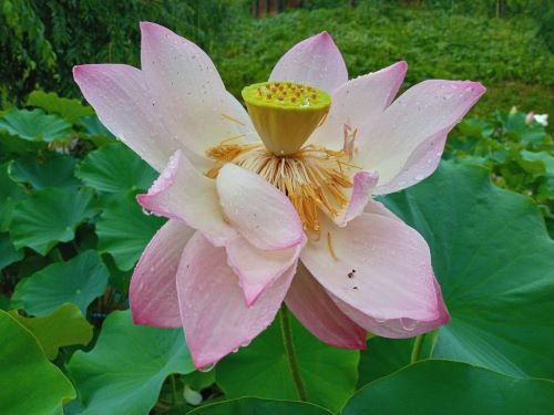 妙法寺に咲くピンクのハスの花