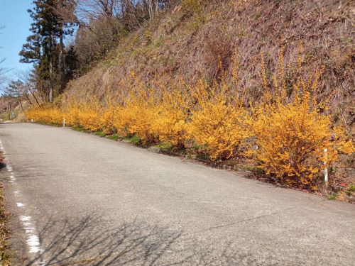 妙法寺の道端に咲くレンギョウ