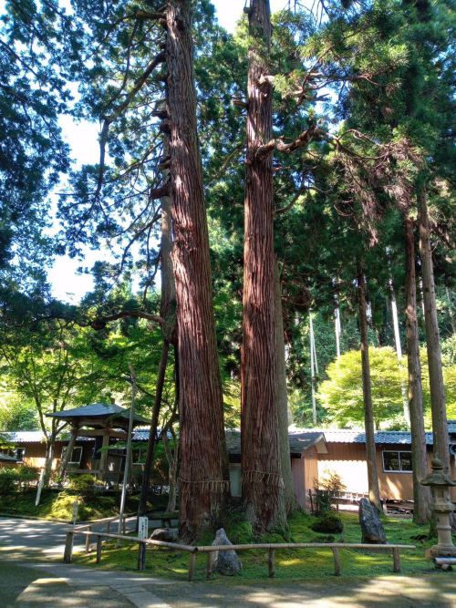 妙法寺にある夫婦杉