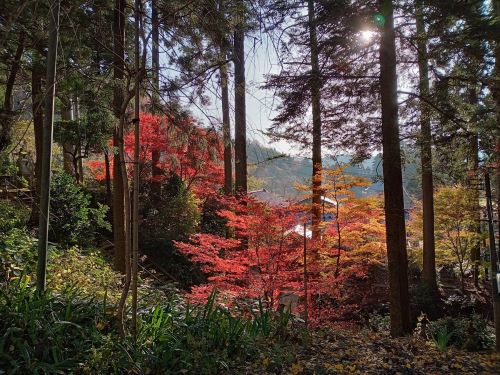 妙法寺から望める紅葉