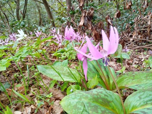 妙法寺付近に咲くカタクリの花