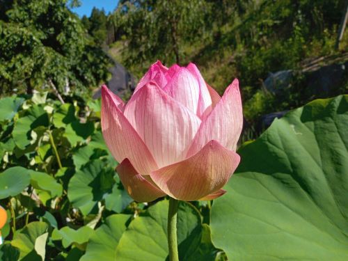 妙法寺の境内で見られる蓮の花