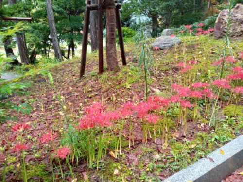 「妙法寺」で見られる花 その2