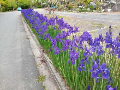 「妙法寺」で見られる花 その3