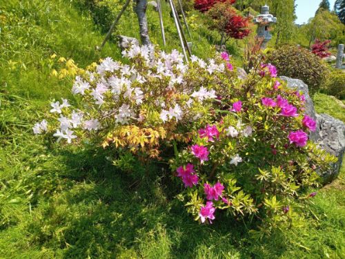 「妙法寺」で見られる花 その5