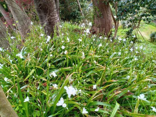 「妙法寺」で見られる花 その6