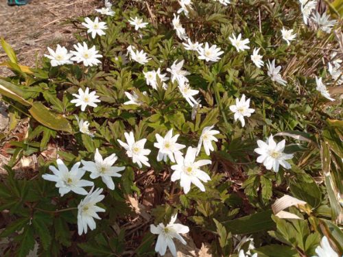 「妙法寺」で見られる花 その7