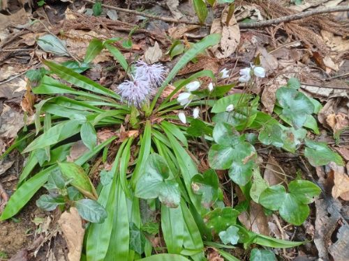 「妙法寺」で見られる花 その8