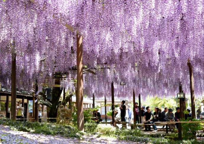 北方文化博物館の大藤