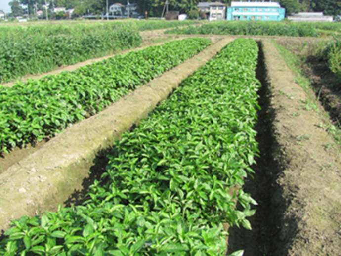 「京都ほづ藍工房株式会社」の藍畑の様子