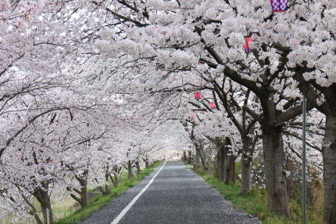 井原市にある井原堤の桜並木の様子