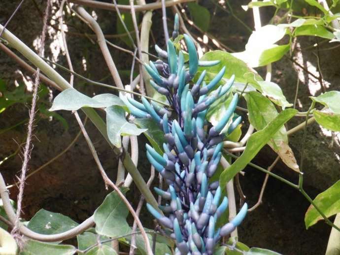 茨城県那珂市の茨城県植物園で見られるヒスイカズラ