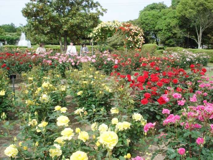 茨城県那珂市の茨城県植物園にあるバラ園