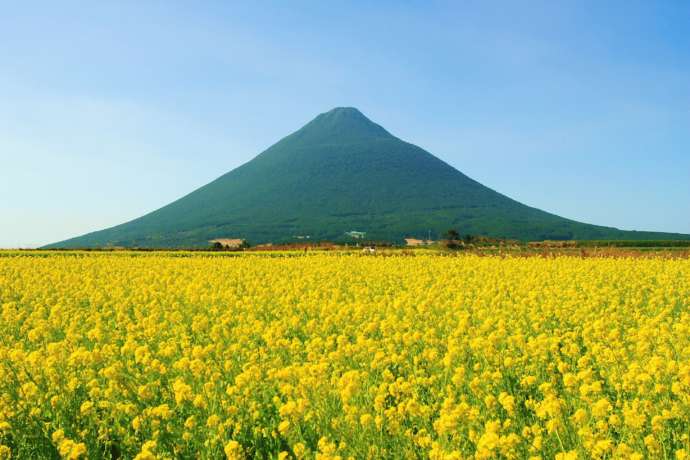 指宿市にある開聞岳と菜の花の写真