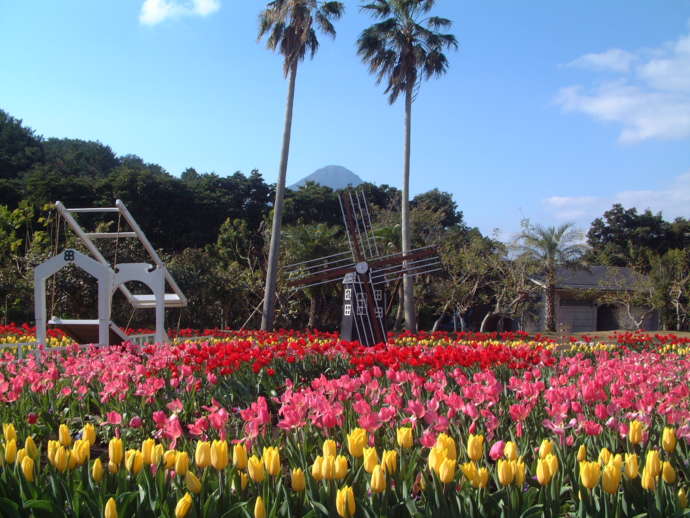 鹿児島県指宿市にあるフラワーパークに咲くチューリップ