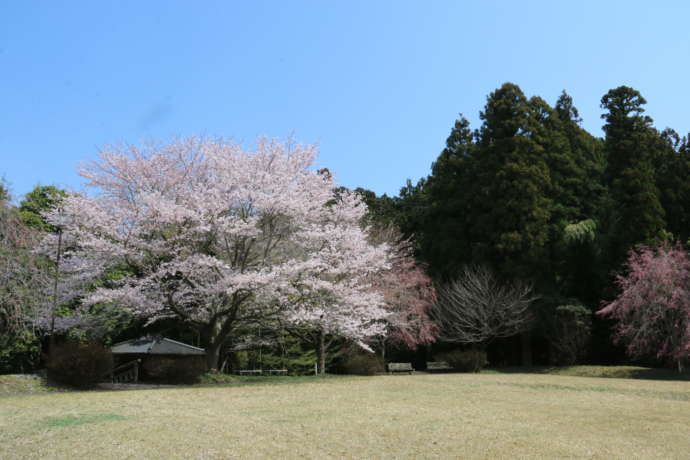 市貝町にある記念樹の森公園